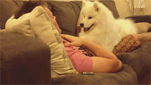 tumblr_bbf9229a4b5cf08d33450dbc67ed0bff_41d26afc_400.gif